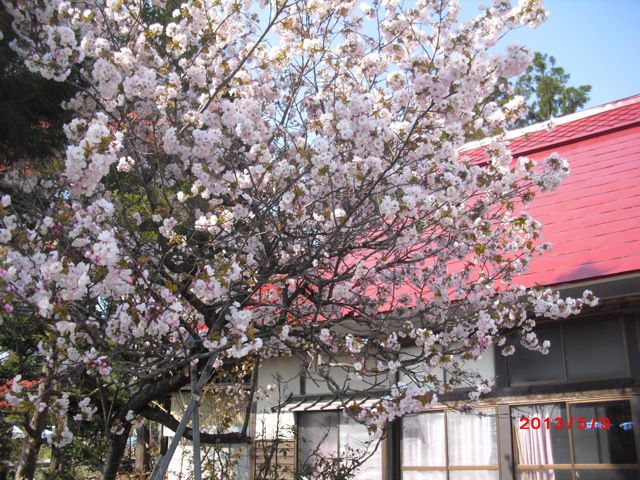 ちょっと遅いですが満開の桜