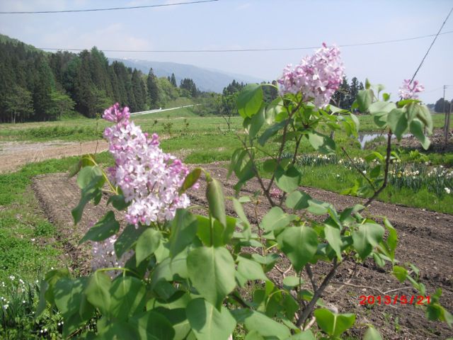 庭のライラック