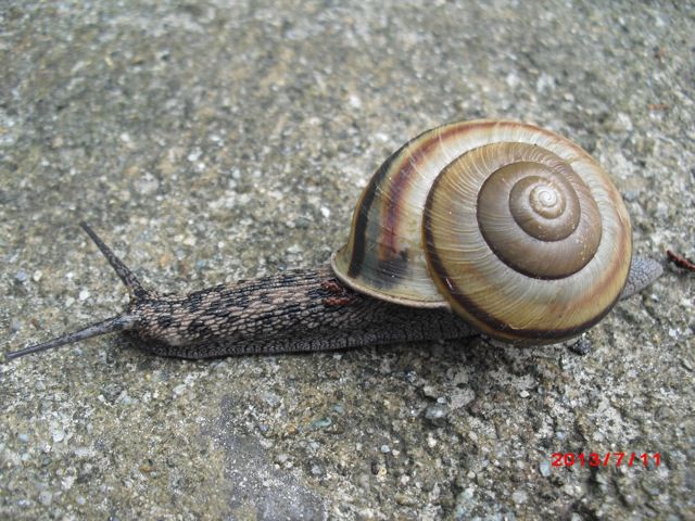 でんでん虫が散歩かな?