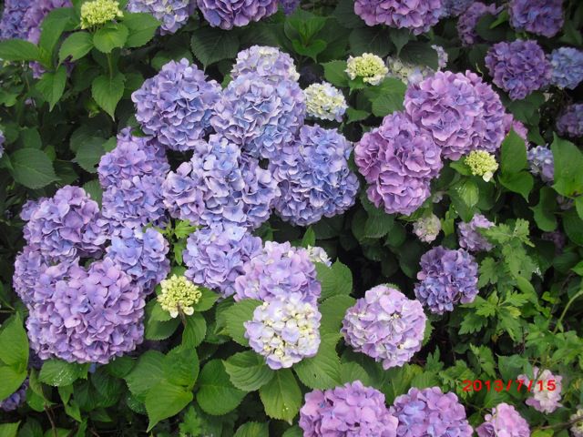 7月下期の予定