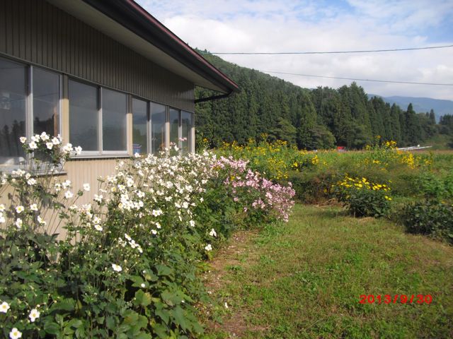 １０月上期の予定(我が家は秋明菊と菊芋の花盛り)