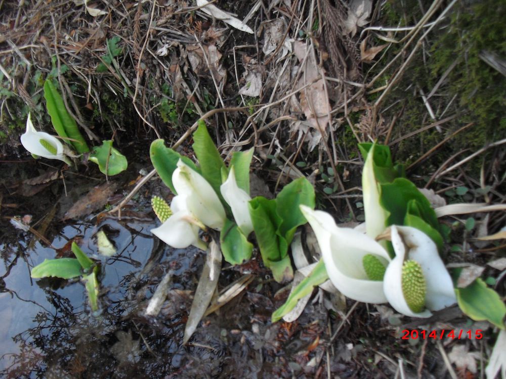４月下期の予定・庭池の水芭蕉