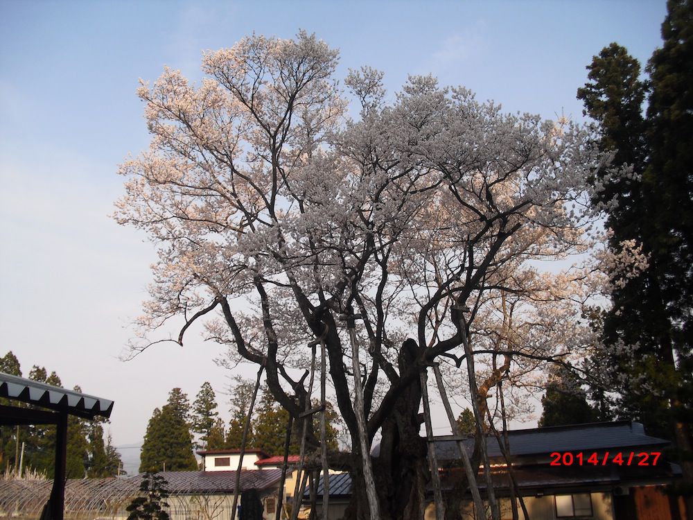 満開の大明神桜