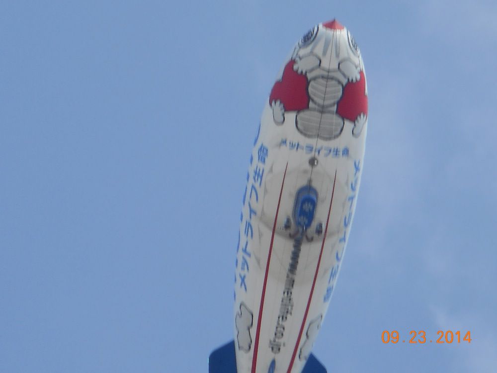 錦鯉が飛んでるよ