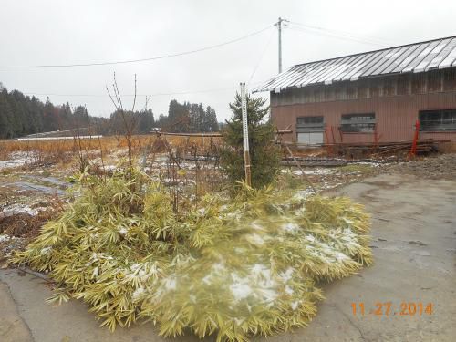 ついに冬将軍到来かな