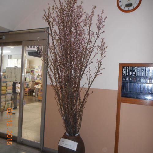 市役所玄関の啓翁桜