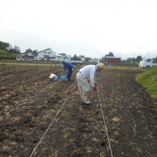 菊芋研究会・芋植え