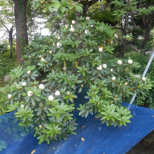 毎日暑い日が続くなかで、６月下期の予定（我が家の吾妻シャクナゲ）