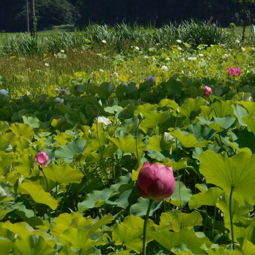 早くも8月です。今月上半期の予定（我が家のハスも咲き始めました）