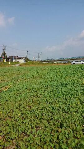 今度こそ期待できます。