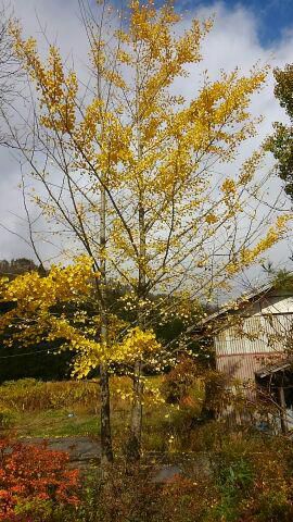 11月の日程・予定 　（我が家のイチョウも散り初めし）