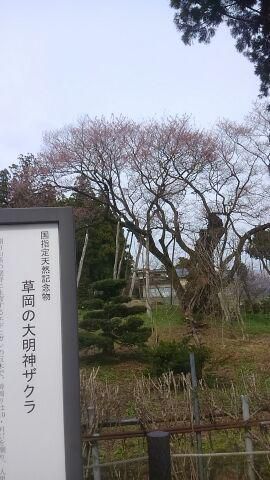 里山の名所、「草岡の大明神桜」見ごろももうすぐです