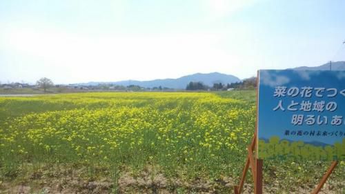 菜の花が咲きそろいました。