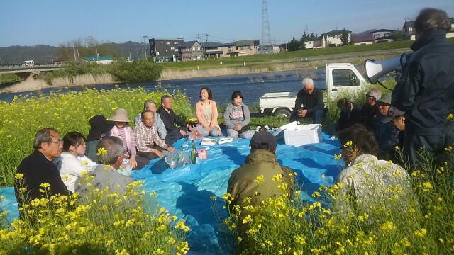 野川の辺の菜の花畑