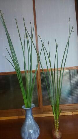 増えてます。生け花の素材にどうかな?