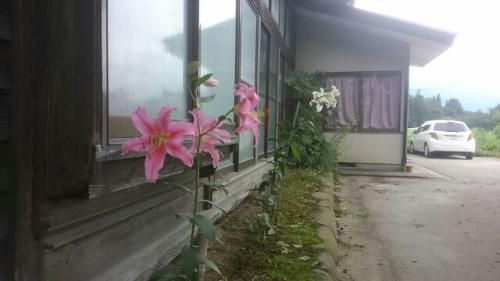 軒下のユリ咲きました。７月下期の予定