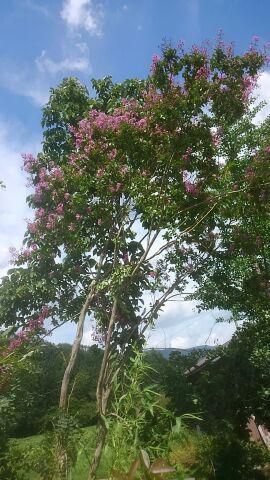 サルスベリの花が咲いて、一方では稲が