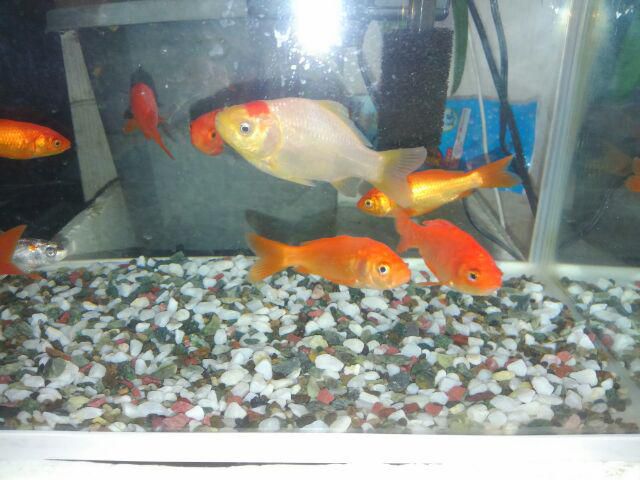丹頂金魚です。2月下期の予定