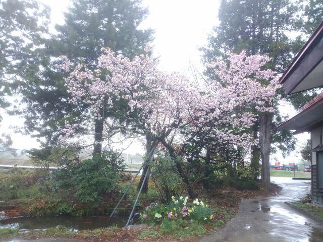 庭先・この季節