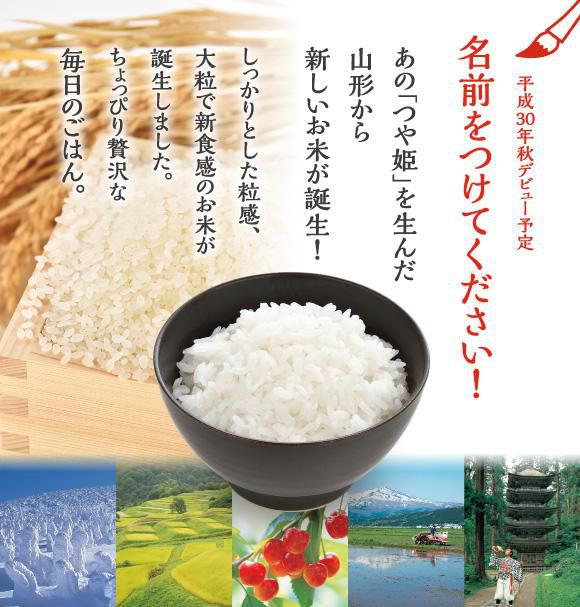 お米の新品種　県民投票！