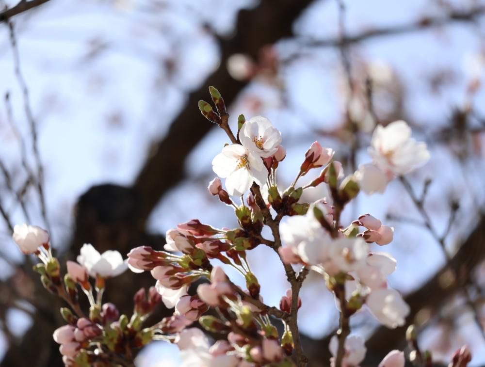 2024.4.13 お花見サロン