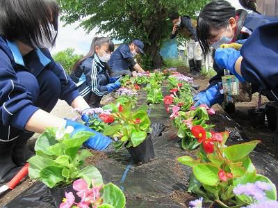 6/5 『花いっぱい運動』で花植えをしました。