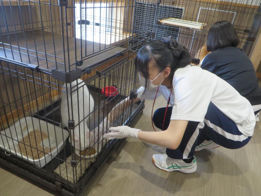 「夏の体験ボランティア」の様子③（7/26 山形市：猫の世話や譲渡事業の手伝い）！