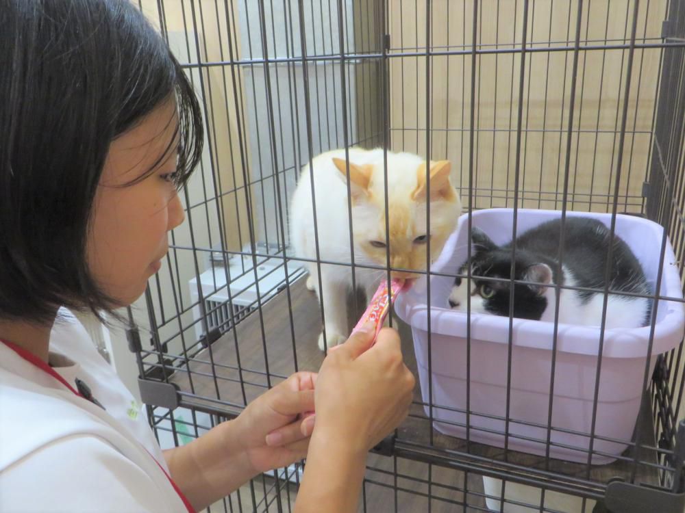 「夏の体験ボランティア」の様子13（7/31山形市：山形市動物愛護センター）！