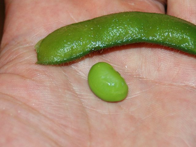食べごろの「秘伝豆」を茹でる