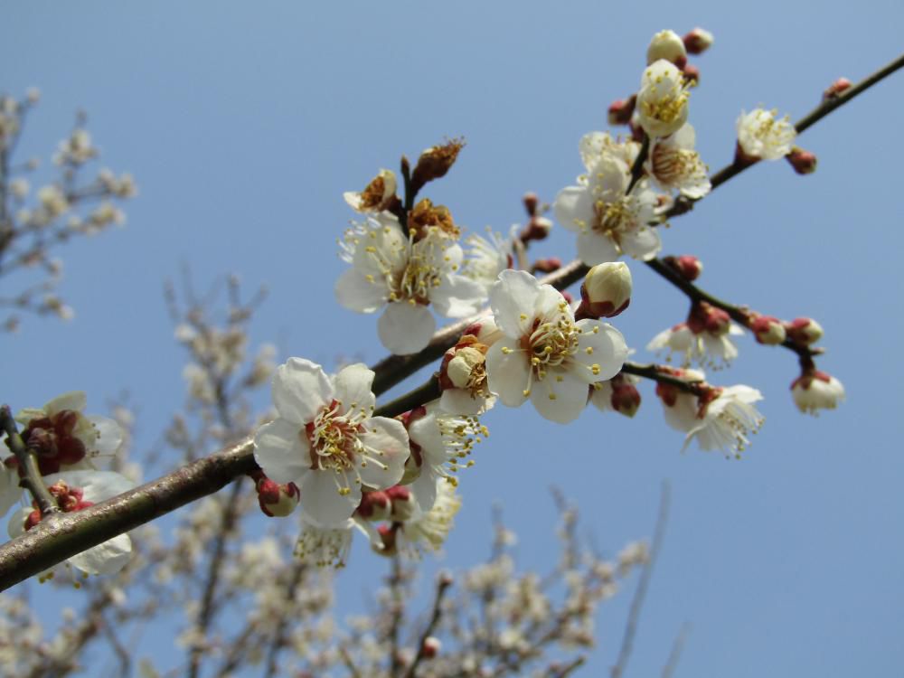 春の花
