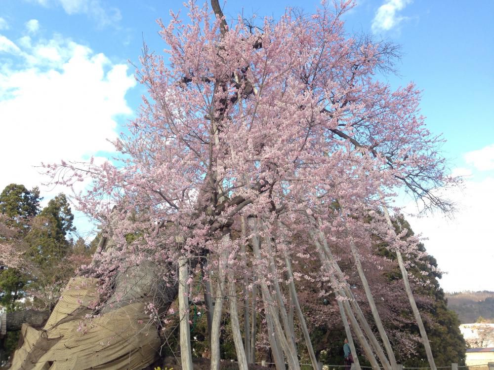 桜の情報ですよ～