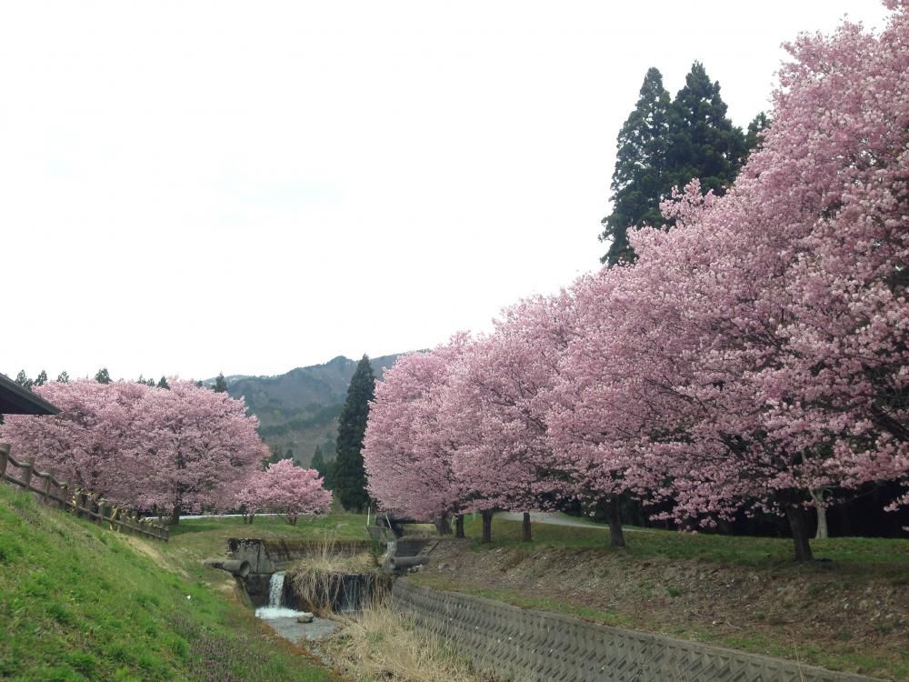 桜まだまだいけますね～