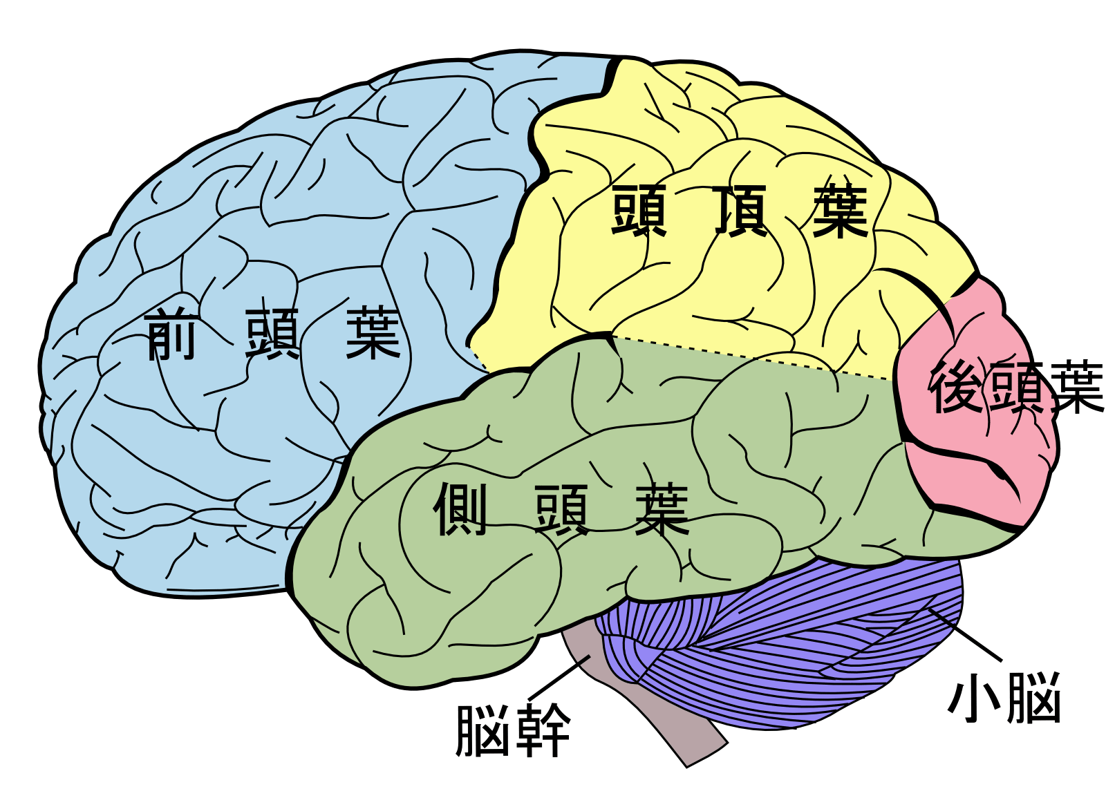 脳波のバランスとハーモニー
