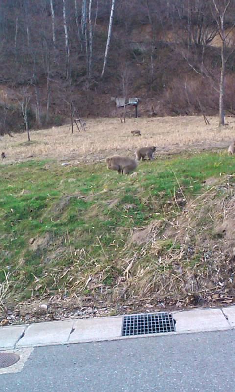 白布温泉のおサル