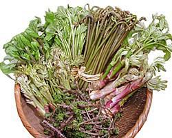 ＜旬の食まつり＞山菜まつり情報-その1