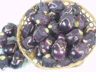 ＜旬の食まつり＞丸小茄子週間情報-その1