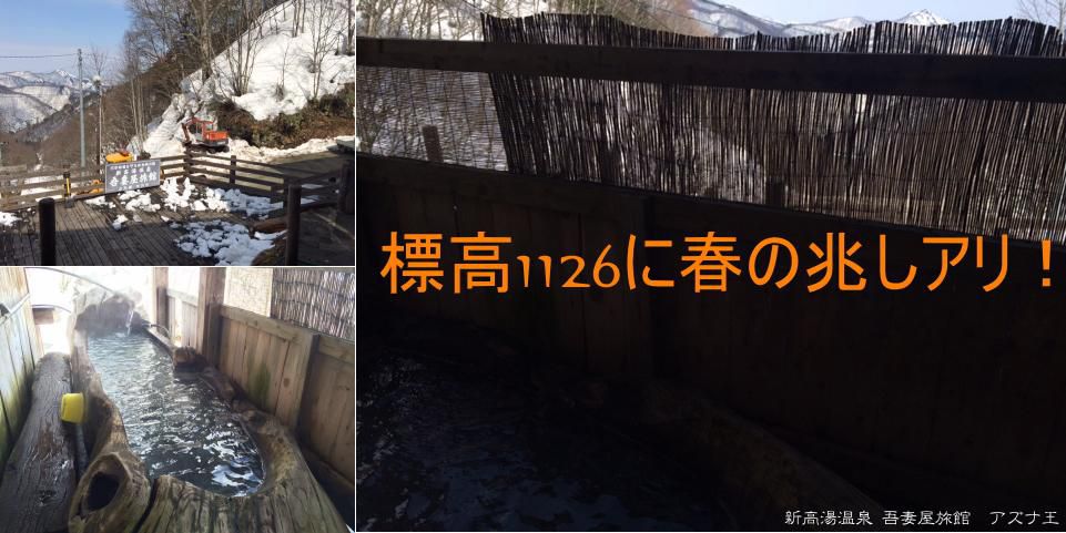 奥白布にも春だより・・・　もうすぐ(・ω<)