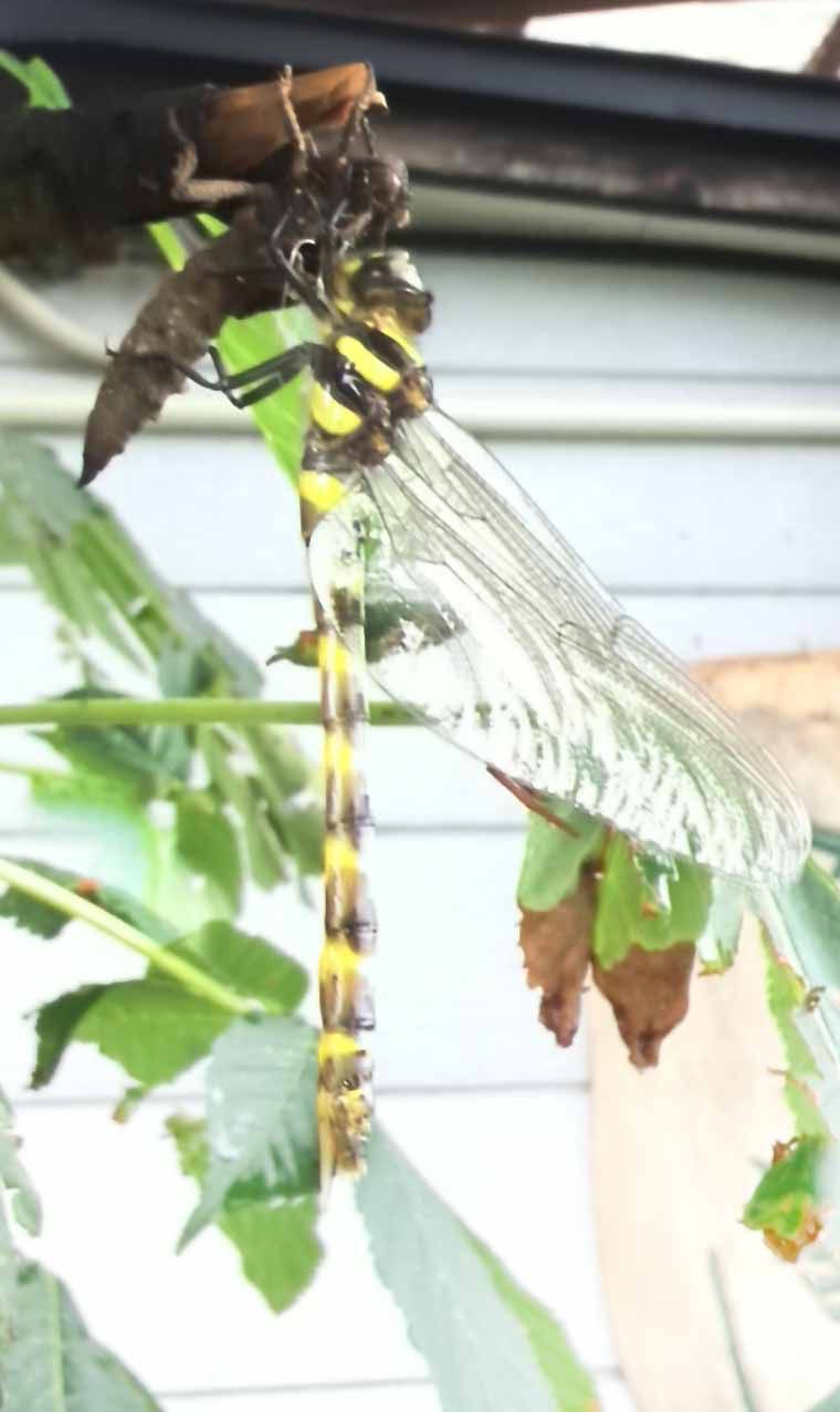 羽化してホヤホヤ