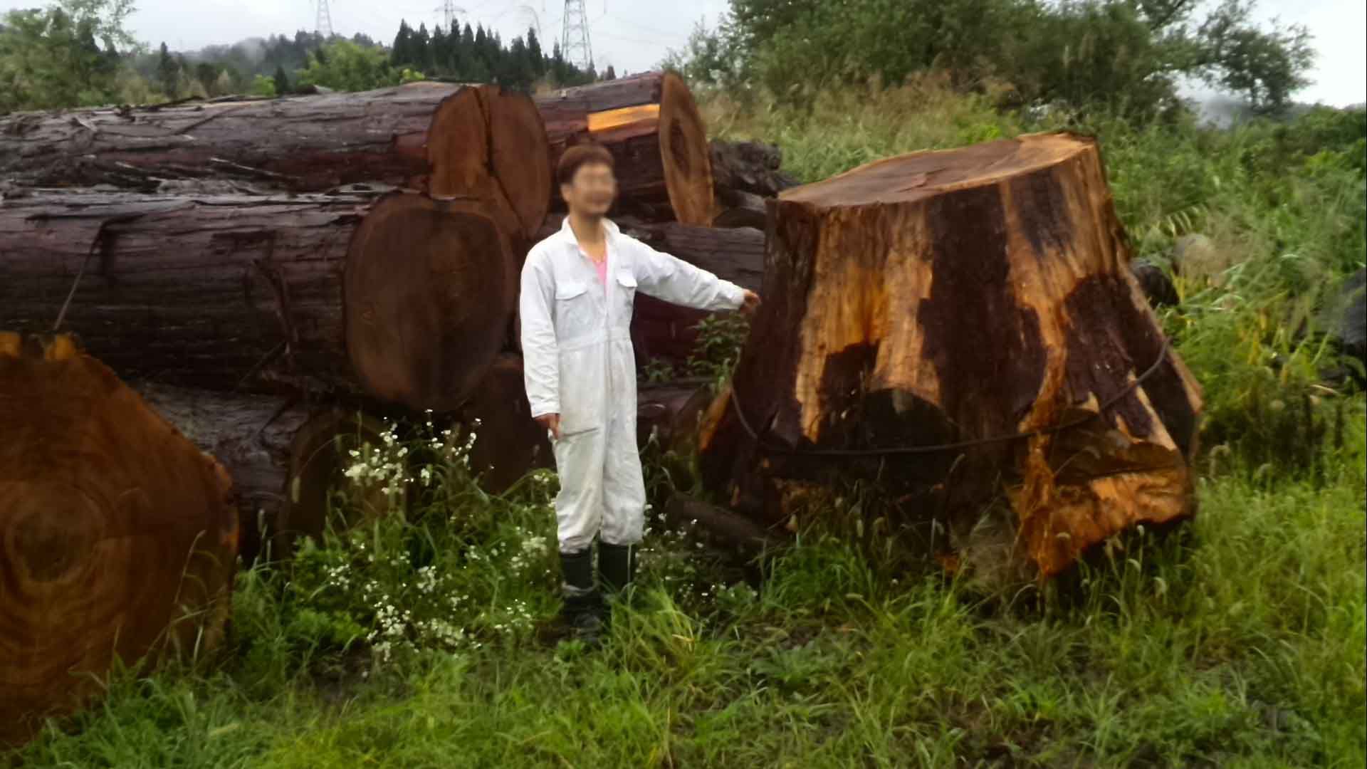 徒然なるままに木探し・・