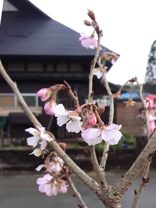 大晦日の桜