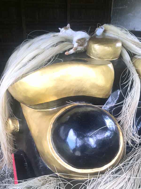 キタナ猫タロウの惰眠