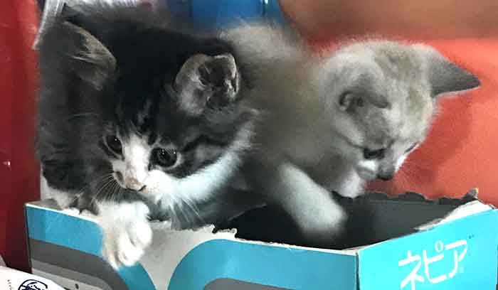 子猫の里親探し