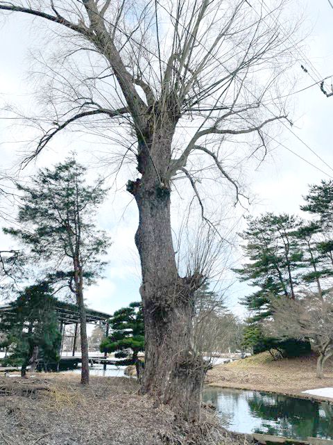 柳の立木情報