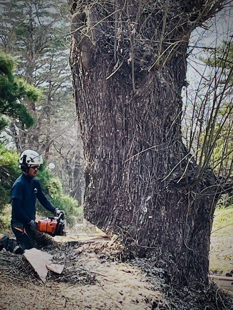 あやめ公園の大柳