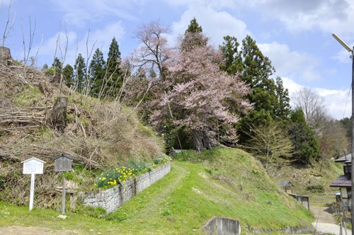 あゆーむ周辺の桜
