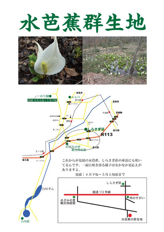 水芭蕉群生地が見頃を迎えます！