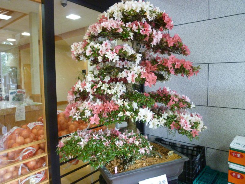 しらさぎ荘も・・花