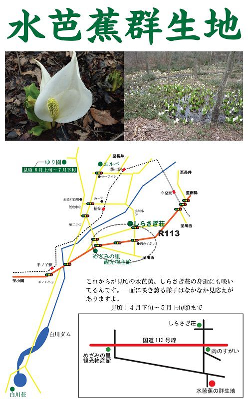 今年も水芭蕉が見頃を迎えます！