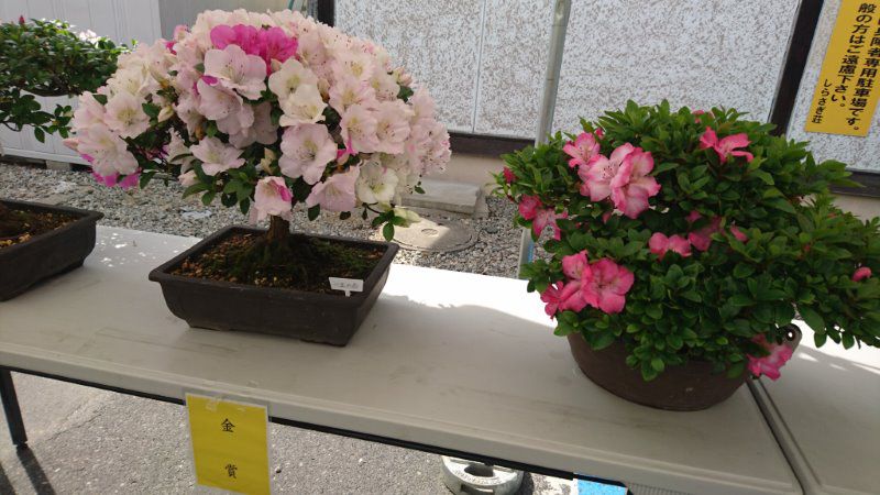 今年のさつき展金賞作品！