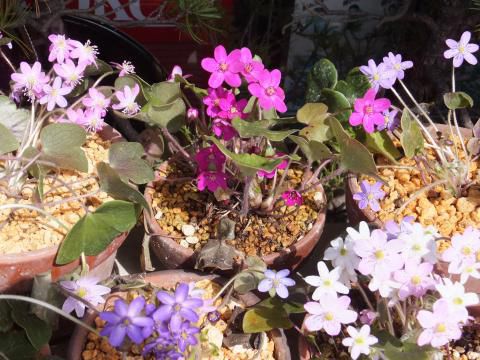 庭先はお花畑